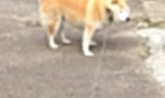 开云体育在线-天山脚下，紫金之殇，当新疆队带走湖人