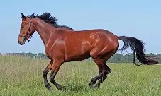 开云在线直播-马尔纳斯助攻必杀，尼斯客场稳守保级座次