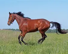 马尔纳斯助攻必杀,尼斯客场稳守保级座次 马尔纳斯助攻必杀,尼斯客场稳守保级座次