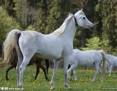 马尔纳斯助攻必杀,尼斯客场稳守保级座次 马尔纳斯助攻必杀,尼斯客场稳守保级座次